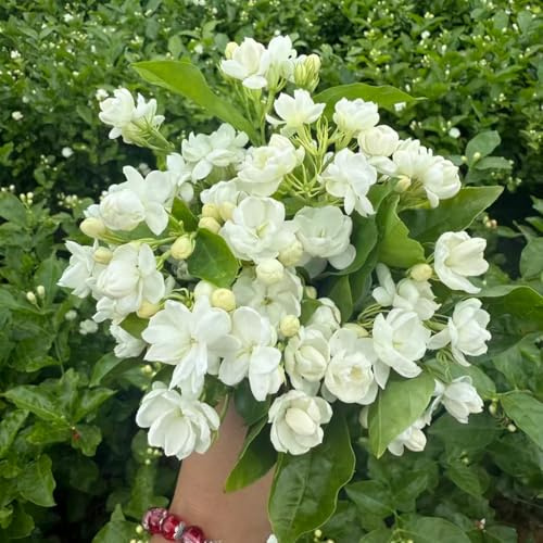 MAFUSE 150 Flores De Jazmín De Fragancia Intensa, Planta Perenne De Fácil Cultivo, Flor Blanca Aromática Para Jardín, Balcón Y Maceta, Decoración Exterior E Interior Con Alta Tasa De Brotación