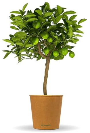 Bloomify® Limettenbaum Lili | 70 bis 100 cm großes selbstbefruchtendes Limettenbäumchen | pflegeleichte Limette für für Topf oder Kübel | schöne Blüten, aromatische Früchte