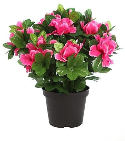 Azalea Natural Arbusto para el Interior o el Exterior del Hogar