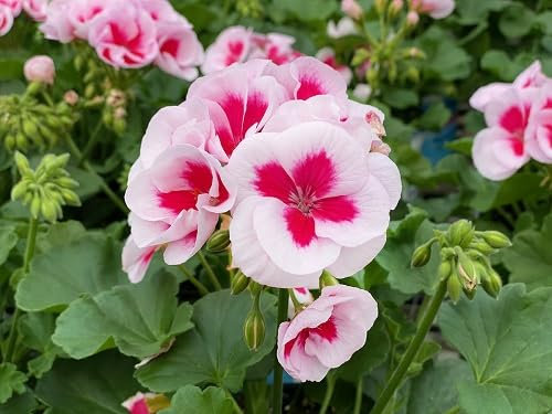 Geraniensamen 100 Stück Rosa Weiß