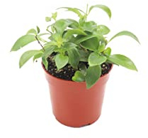 Purple Star (Lipstick Plant) - 4'' from California Tropicals