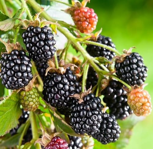 Black Satin BlackBerry -Rubus fruticosus - thornless BlackBerry cultivar in 13 cm Pot - 45cm Height - Tasty Berries - 100% organically Grown Fruit