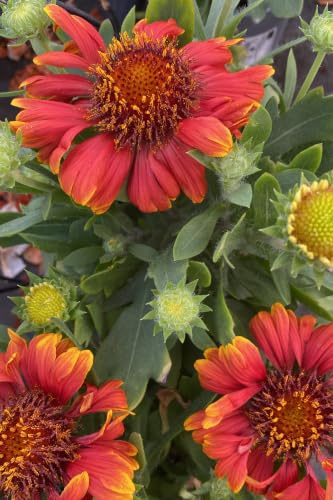 Pianta vera di Gaillardia - Gallardia ornamentale fiori vari colori da esterno venduta da eGarden.store (Rosso)