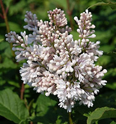 Edelflieder Miss USA - Kircher-Collection 60-80cm - Syringa hyacinthiflora - Gartenpflanze
