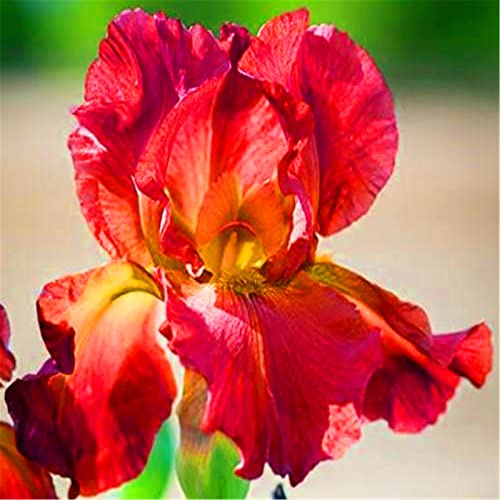 Naturales Bulbos, PlantacióN Principiante Resistente Al FríO, Germanica Bulbos, Iris Bulbos, Iris Reticulata, Cultivos De Colores Brillantes, 4bulbos-D