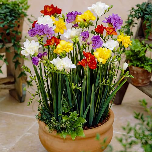 Dutch Bulbs Freesia Bulbes Double - 50 pièces - Bulbes de Fleurs à Planter Exterieur - Naturelle Plantes parfumé de Hollande pour jardin et pot (pas de graines, non artificielle)