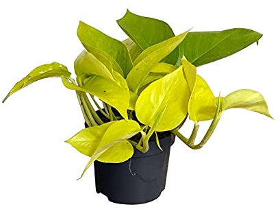 DECOALIVE Potus Limón Epipremnum Aureum Color Neón Golden Pothos Planta de Interior Natural, 8436601571298