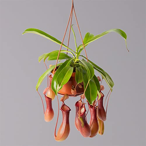 Kannenpflanze, 8-12 Kannen, in Blumenampel, Topf-Ø 14 cm