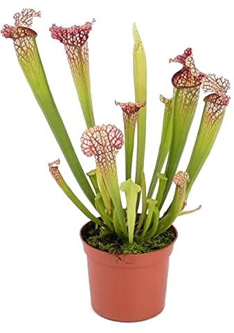 Sarracenia Leucophylla Planta Carnívora Natural Planta Jarra Que Atrapa Insectos