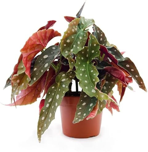Planta de Interior Natural Begonia Maculata o Begonia Alas de Ángel Planta Moteada