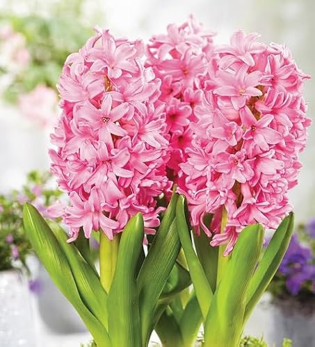 80 graines de fleurs de jacinthe fraîches