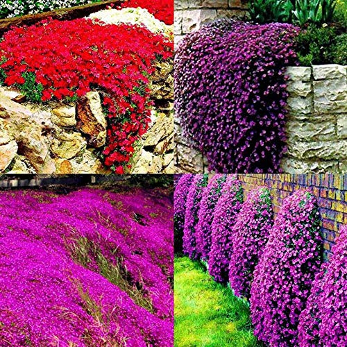 1 Sacchetto Di Semi Di Crescione Semi Di Erbe Perenni Multicolori Resistenti Al Freddo Per Semi Di Piante Da Giardino All'aperto Rosa Semi di Aubrieta
