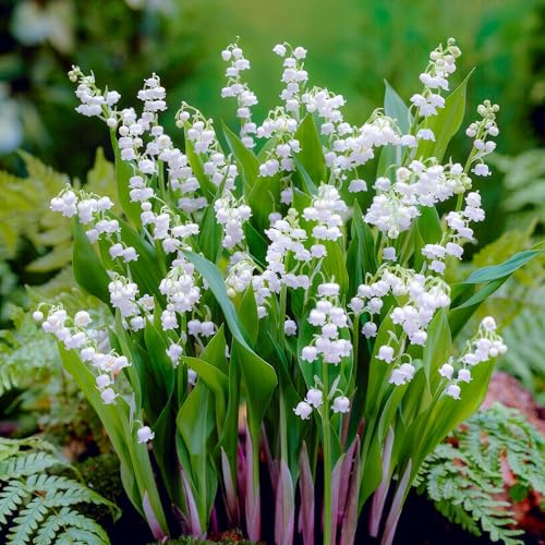 Rosa Convallaria Majalis Lily of the Valley perennes (10 plantas/bulbos), Grandes plantas de perfume resistentes al invierno de los Países Bajos para jardín y maceta (bulbos grandes, sin semillas y no