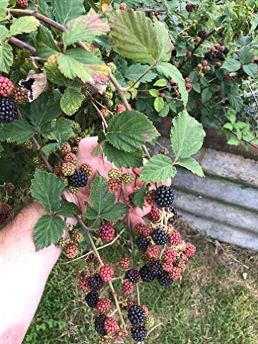 Thornless BlackBerry Seeds for Planting | 100+ Seeds | Organic | Own Crop