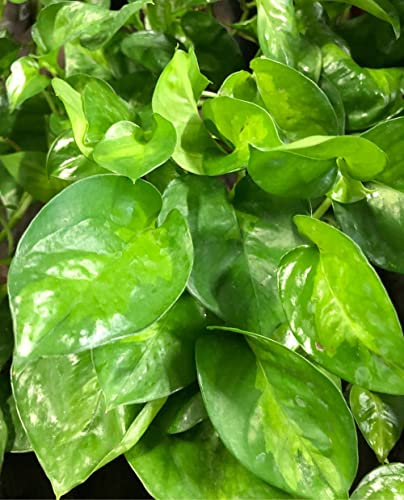 Plante de POTHOS GLOBAL GREEN 'Epipremnum Aureum' - en pot Ø 12 cm - H. 15/20 cm