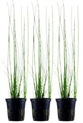 AquaOne Akvarium Växt 3 stycken Eleocharis montevidensis I vattenväxt akvarieväxt löpare helt rotad lätt att rengöra aquascaping dekoration
