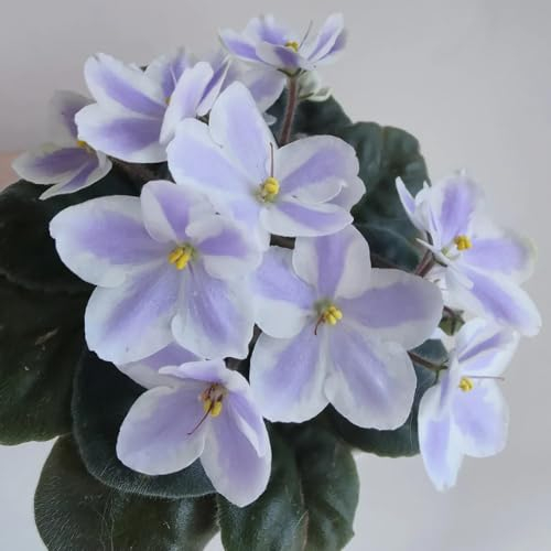 200 pcs usambaraveilchen samen, veilchen - Saintpaulia ionantha - balkon beet, samen geschenk usambaraveilchen pflanze kaufen blumen garten, steingarten pflanzen wildblumen, winterharte