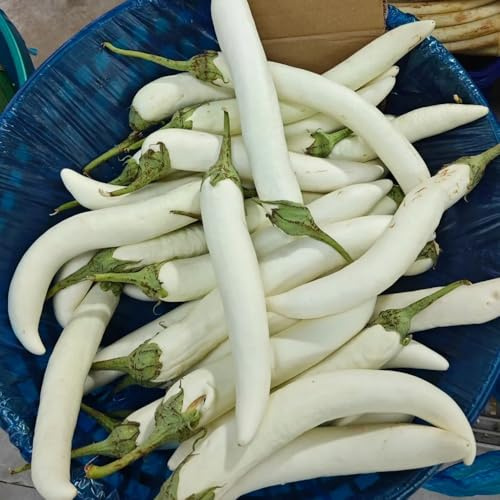 semi di melanzana - varietà antiche, balcone freschi per interno, per il giardino la decorazione 250pcs