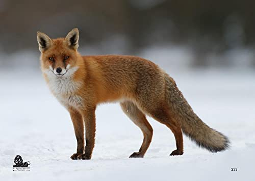 10x Stronghold Tierauflage - Fuchs - 42 x 59 cm - wasserabweisend/reißfest