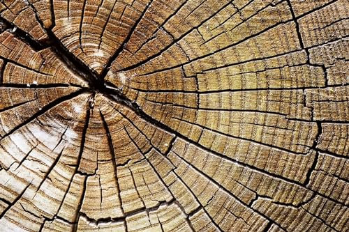 Papier peint intissé BOIS 375 cm x 250 cm | Tapisserie Murale XXL Poster Décoration - Salon Appartement - Photo d'art Tableaux Muraux | QUALITÉ SUPÉRIEURE - MADE IN EU - Y compris adhésif