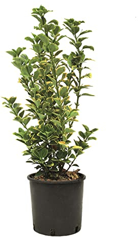 KENTIS - Euonymus Japonicus Aurea - Plantes d'Extérieur - Plantes de Haie - H 50-60 cm Pot de Culture Ø 20 cm