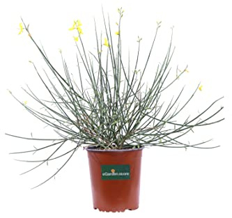 Pianta di Spartium Junceum Pianta di Ginestra pianta da esterno pianta con fiori gialli pianta ornamentale di Ginestra pianta da giardino pianta vera venduta da eGarden.store