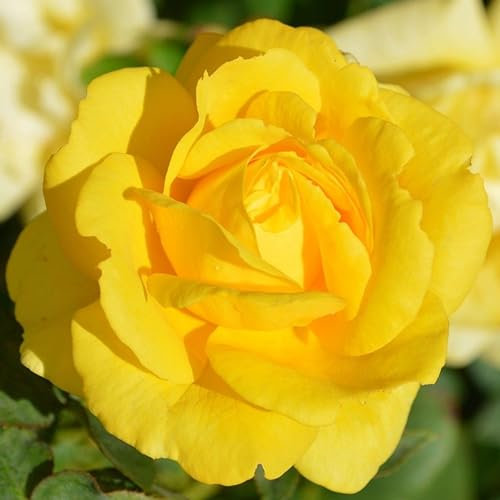 Plante des Rose Jaune (1 plante parfumée), grandes vivaces rustiques, plantes de Hollande pour le jardin et le pot (pas de graines, bulbes et non artificielles)