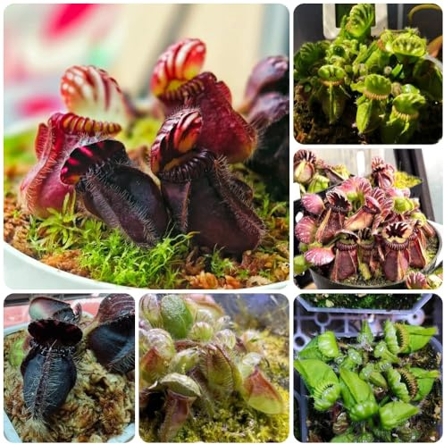 Cephalotus follicularis, zimmerpflanzen Fleischfressende, büropflanzen pflanzensamen nachhaltige geschenke stauden winterhart mehrjährig grünpflanzen 150Samen