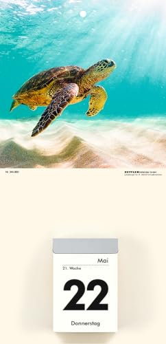 Zettler - Bildrückwände, 14,5x30cm, für Typ 301 und 302 Tiere sortiert