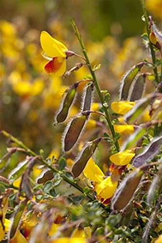 Cytisus scoparius 'Andreanus Splendens' 60–80 cm – Winterhart, Mehrjährig, Pflegeleicht – Besenginster – Zierstrauch für Garten & Beet