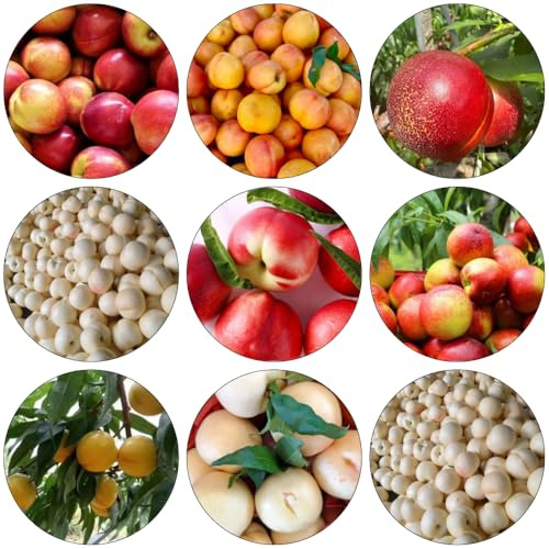 nectarina orgánico columnares enanos semillas melocotonero semillas columnar 25pcs