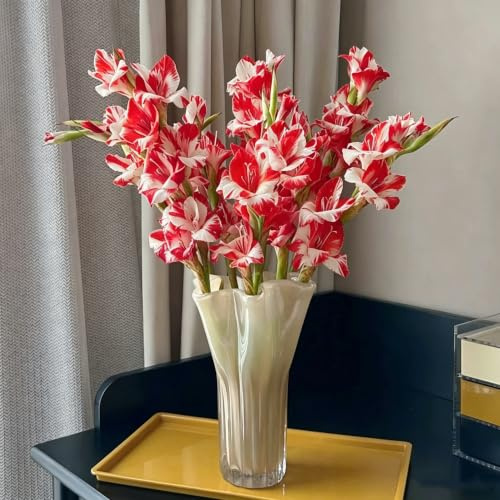 10bulbos de gladiolos decoración de otoño sostenibles silvestres