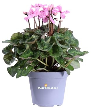 Pianta di Ciclamino Illusia pianta da fiore rosa ornamentale Ciclamino ibrido da esterno o interno pianta vera autunnale venduta da eGarden.store