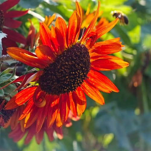 semillas de girasol decorativas resistentes para balcón girasol perenne de primavera, de silvestres resistentes para el jardín 200pcs