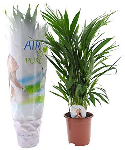 Plant in a Box - Dypsis Lutescens Palmier Areca - Plantes d'intérieur - Palmier Areca - Palmier Papillon - Pot 17cm - Hauteur 60-70cm