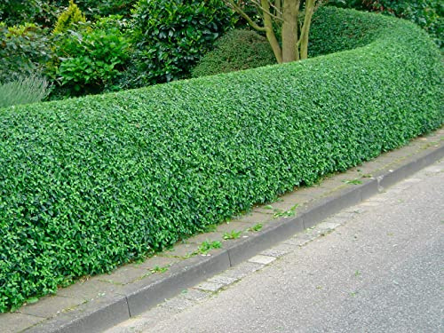 Aligustre (Ligustrum vulgare) planta arbusto (Pack 10 und) de Viveros la Berrocosa en maceta M-10.5 Altura aprox. 40cm