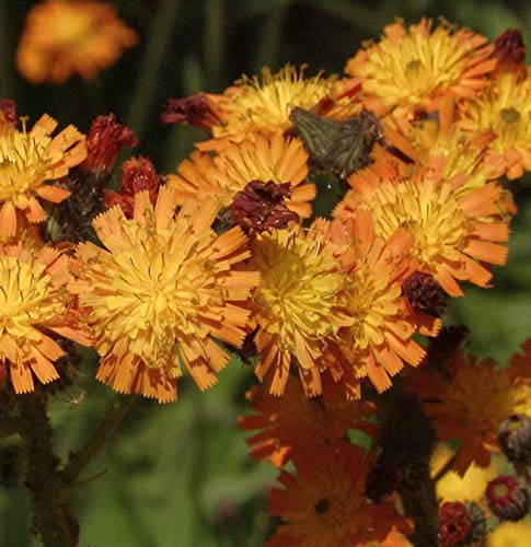 Orangerotes Habichtskraut - Hieracium aurantiacum - lebende Gartenpflanze aus den Baumschulen