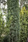 Taxus baccata 'Fastigiata Robusta' 30-40 cm - Säulen-Eibe, immergrün, ideal für Hecken und Kübel, pflegeleicht, winterhart