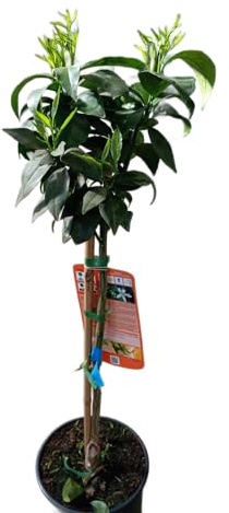 Naranjo Grande Natural Árbol Frutal con Hojas Frondosas y Fruta Exquisita