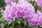 Rhododendron 'Catawbiense Grandiflorum' 40-50 cm - Rhododendron, lila Blüten, Blütezeit Mai-Juni, ideal für Halbschatten, winterhart, pflegeleicht