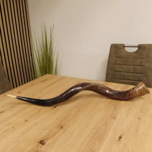 GTK Geweihe & Trophäen Krumholz Kudu 80.20.5.17 - Cuerno exterior (1 unidad, 85 cm, pulido)