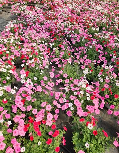 POWERS TO FLOWERS - POTUNIA PETUNIA VISTA BUBBLEGUM TRICOLOR (ROSSO, BIANCO e ROSA) - 2 PIANTE VASO 14 CM DIAMETRO, piante vere