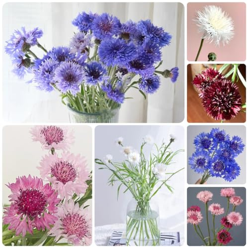 semi biologici di fiordaliso primaverile, selvatici di fiordaliso, giardino roccioso resistenti, 125pcs