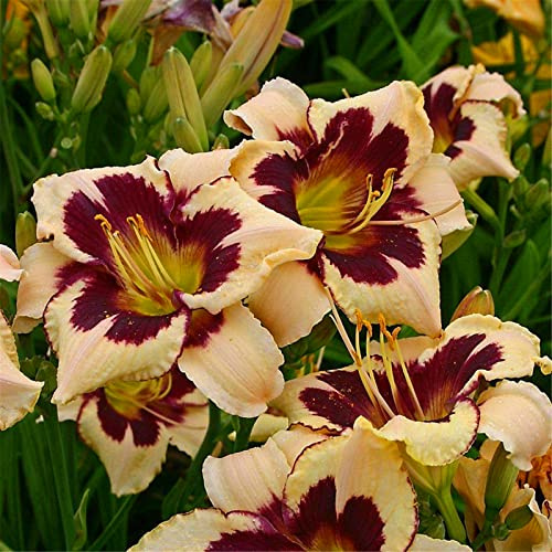 Hemerocallis Bulbos que no requieren pregerminación, Hemerocallis Bulbos Rizoma, Perfectas para Jardines, Tolera el frío.Hojas altas y grandes,-3bulbos-B