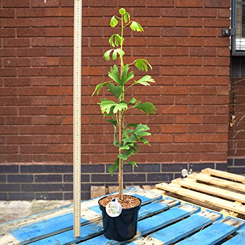 Ginkgo Biloba Maidenhair - Árbol de 20 cm (85-95 cm)