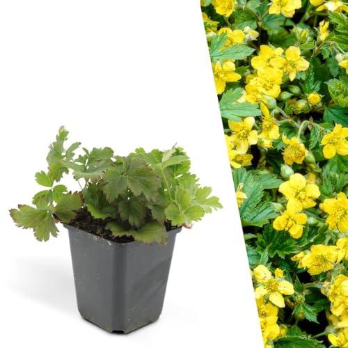 Plants by Frank | 6 Plantes de waldsteinia | Waldsteinia ternata | Couvre-sol rustique | Plantes vivaces | Plante persistante tapissante | Plantes d’extérieur | Jardin