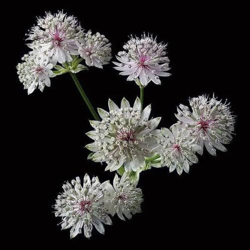 semi resistenti dell'ombrella stella, rare, decorazione del soggiorno di ombrella stellata, giardino roccioso resistenti 50pcs