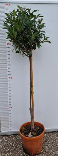 De Plante Photinia Fraseri Red Robin Désodorisant 1/2 Tige En Vase (Photo Réelle)