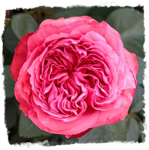 Loves Me, Loves Me Not Rose 1.5 Gallon Potted Live Plant, Fragrant Pink Flowers, Own Root Hybrid Tea, 200+ Petals, Stargazer Perennials