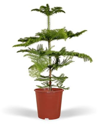 La Green Touch - Araucaria - Plante d'intérieur - Pot 21cm, Hauteur 70 cm